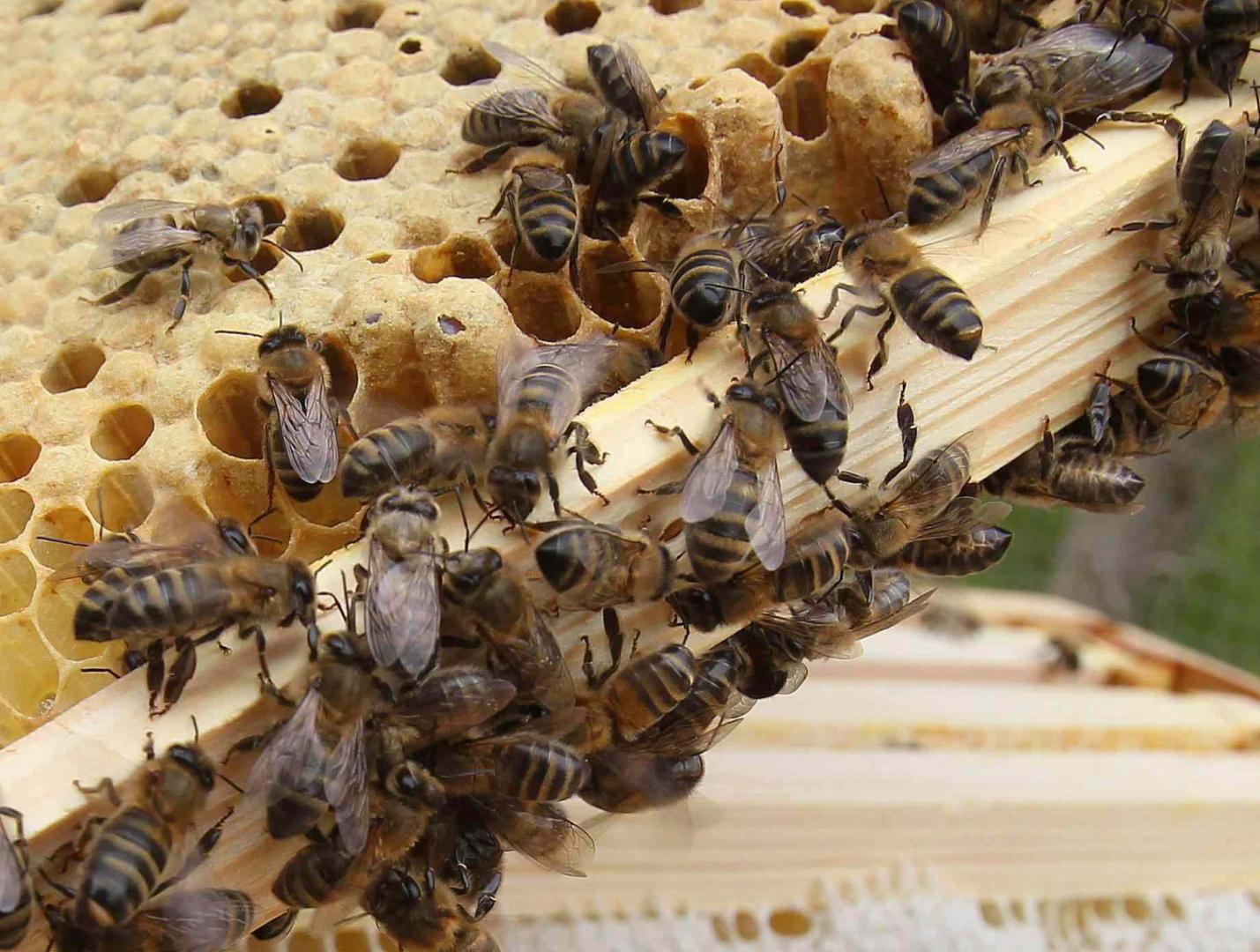 Abeilles